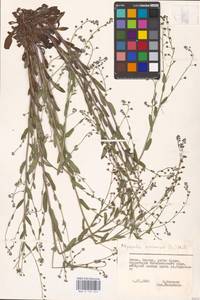 MHA 0 153 045, Незабудка полевая (L.) Hill, Восточная Европа, Литва (E2a) (Литва)