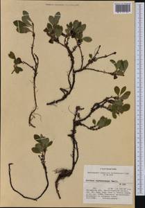 Толокнянка красная (Rehder & E. H. Wilson) Fernald, Сибирь, Чукотка и Камчатка (S7) (Россия)