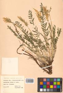 Остролодочник мягкоигольчатый (Pall.) DC., Сибирь, Дальний Восток (S6) (Россия)