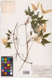 Княжик сибирский (L.) Mill., Восточная Европа, Восточный район (E10) (Россия)