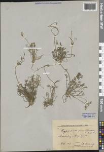 Гипекоум мелкоцветковый Kar. & Kir., Средняя Азия и Казахстан, Каракумы (M6) (Туркмения)