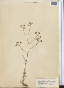 Ферула каспийская M.Bieb., Средняя Азия и Казахстан, Сырдарьинские пустыни и Кызылкумы (M7) (Казахстан)