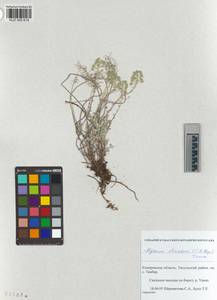 KUZ 005 619, Odontarrhena obovata C.A.Mey., Сибирь, Алтай и Саяны (S2) (Россия)