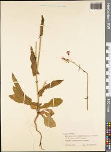 Magnoliopsida, Австралия и Океания (AUSTR) (Французская Полинезия)