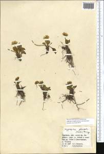 Oxygraphis kamchatica (DC.) R. R. Stewart, Средняя Азия и Казахстан, Северный и Центральный Тянь-Шань (M4) (Киргизия)