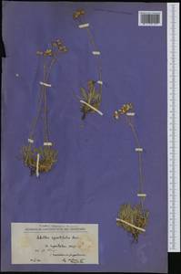 Achillea ageratifolia (Sibth. & Sm.) Boiss., Западная Европа (EUR) (Северная Македония)