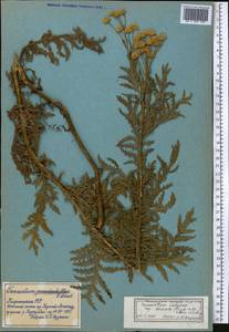 Tanacetum vulgare subsp. vulgare, Средняя Азия и Казахстан, Северный и Центральный Тянь-Шань (M4) (Киргизия)