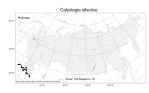 Calystegia silvatica, Повой лесной (Kit.) Griseb., Атлас флоры России (FLORUS) (Россия)