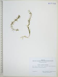 Гидрилла мутовчатая (L.f.) Royle, Сибирь, Дальний Восток (S6) (Россия)