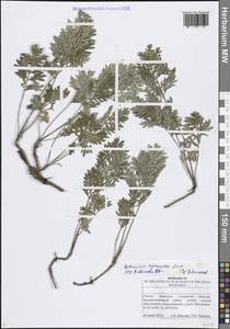 Полынь армянская Lam., Восточная Европа, Средневолжский район (E8) (Россия)