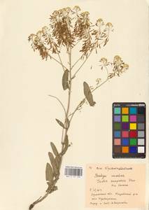 Isatis tinctoria subsp. tinctoria, Восточная Европа, Северо-Украинский район (E11) (Украина)