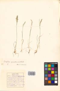 Koeleria spicata (L.) Barberá, Quintanar, Soreng & P.M.Peterson, Сибирь, Дальний Восток (S6) (Россия)