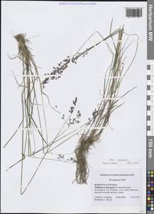 Мятлик сизый Vahl, Сибирь, Прибайкалье и Забайкалье (S4) (Россия)