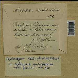 Hygroamblystegium humile (P. Beauv.) Vanderp., Hedenäs & Goffinet, Гербарий мохообразных, Мхи - Центральное Нечерноземье (B6) (Россия)