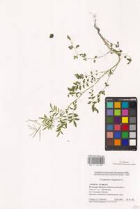 Сердечник недотрога L., Восточная Европа, Центральный район (E4) (Россия)