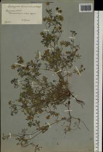 Тонкоплодник дымянковый (L.) Rchb., Сибирь, Якутия (S5) (Россия)