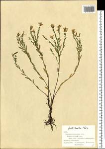 Genista tinctoria subsp. tinctoria, Восточная Европа, Северо-Украинский район (E11) (Украина)