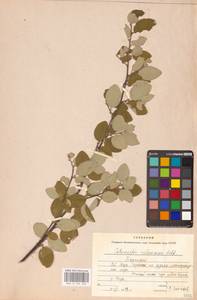 Кизильник рыхлоцветковый (J.Jacq.) Lindl., Восточная Европа, Восточный район (E10) (Россия)