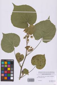 Канатник Теофраста Medik., Восточная Европа, Московская область и Москва (E4a) (Россия)