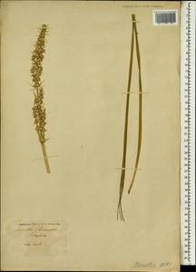 Lomandra longifolia Labill., Африка (AFR) (Неизвестно)