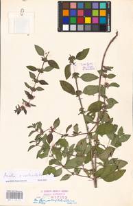 MHA 0 158 471, Mentha × verticillata L., Восточная Европа, Эстония (E2c) (Эстония)
