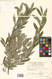Salix elbrusensis Boiss., Кавказ, Грузия (K4) (Грузия)