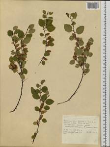 Береза, Сибирь, Прибайкалье и Забайкалье (S4) (Россия)