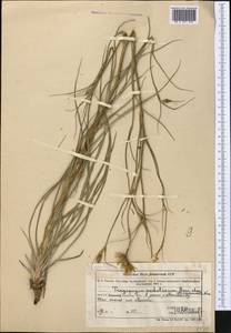 Козлобородник подольский Besser ex DC., Средняя Азия и Казахстан, Муюнкумы, Прибалхашье и Бетпак-Дала (M9) (Казахстан)