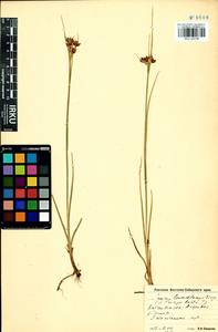 Juncus castaneus subsp. triceps (Rostk.) V. Novik., Сибирь, Прибайкалье и Забайкалье (S4) (Россия)