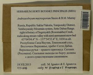 Andreaeobryum macrosporum Steere & B.M. Murray, Гербарий мохообразных, Мхи - Якутия (B19) (Россия)