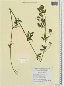 Люцерна посевная L., Крым (KRYM) (Россия)