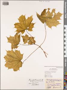 Клен платановидный, Клен остролистный L., Восточная Европа, Центральный район (E4) (Россия)