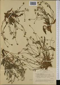 Crepis bellidifolia (DC.) Loisel., Западная Европа (EUR) (Италия)