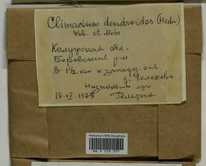 Climacium dendroides (Hedw.) F. Weber & D. Mohr, Гербарий мохообразных, Мхи - Центральное Нечерноземье (B6) (Россия)
