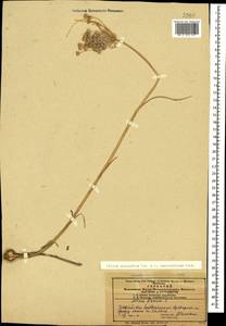 Лук крымский (Besser ex Rchb.) K.Richt., Кавказ, Азербайджан (K6) (Азербайджан)