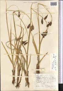 Carex nivalis Boott, Средняя Азия и Казахстан, Северный и Центральный Тянь-Шань (M4) (Казахстан)