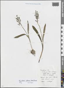 Гиацинтик Палласова (Steven) Losinsk., Восточная Европа, Ростовская область (E12a) (Россия)