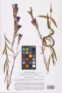 Горечавка легочная L., Восточная Европа, Северо-Украинский район (E11) (Украина)