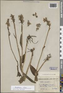 Пальчатокоренник Фукса (Druce) Soó, Сибирь, Центральная Сибирь (S3) (Россия)