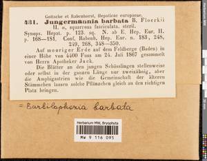 Barbilophozia barbata (Schmidel ex Schreb.) Loeske, Гербарий мохообразных, Мхи - Западная Европа (BEu) (Германия)