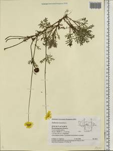 Cota tinctoria subsp. tinctoria, Восточная Европа, Центральный район (E4) (Россия)