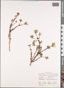 Жимолость голубая L., Сибирь, Чукотка и Камчатка (S7) (Россия)