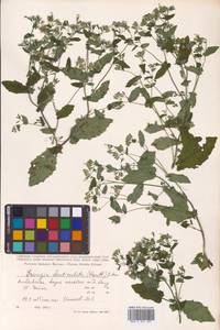 Crepidiastrum denticulatum subsp. denticulatum, Сибирь, Дальний Восток (S6) (Россия)