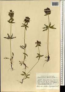 Мытник мутовчатый L., Монголия (MONG) (Монголия)