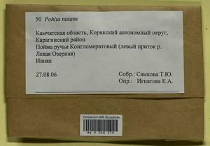 Pohlia nutans (Hedw.) Lindb., Гербарий мохообразных, Мхи - Чукотка и Камчатка (B21) (Россия)