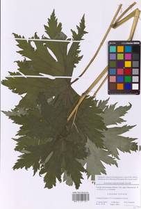 Борец северный Koelle, Восточная Европа, Московская область и Москва (E4a) (Россия)