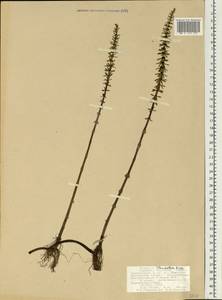 Hippuris ×lanceolata Retz., Восточная Европа, Северный район (E1) (Россия)