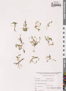 Болотник обоеполый L., Сибирь, Чукотка и Камчатка (S7) (Россия)