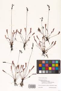 Drosera × anglica Huds., Восточная Европа, Северный район (E1) (Россия)