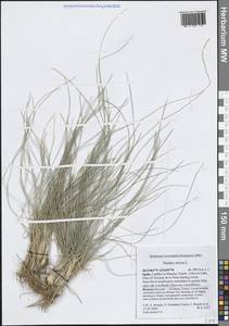 Белоус торчащий L., Западная Европа (EUR) (Испания)